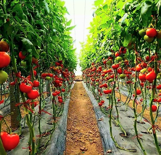 Piante & sementi: Tomate "RAMATO" 30 Samen. Kupfer (oder Cluster) Tomat stark – Nuovo e nell'imballaggio originale da Rovio venduto da POSITIFFARTandPLANTS