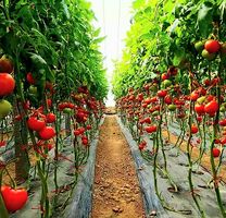 Tomate "RAMATO" 30 Samen. Kupfer (oder Cluster) Tomat stark