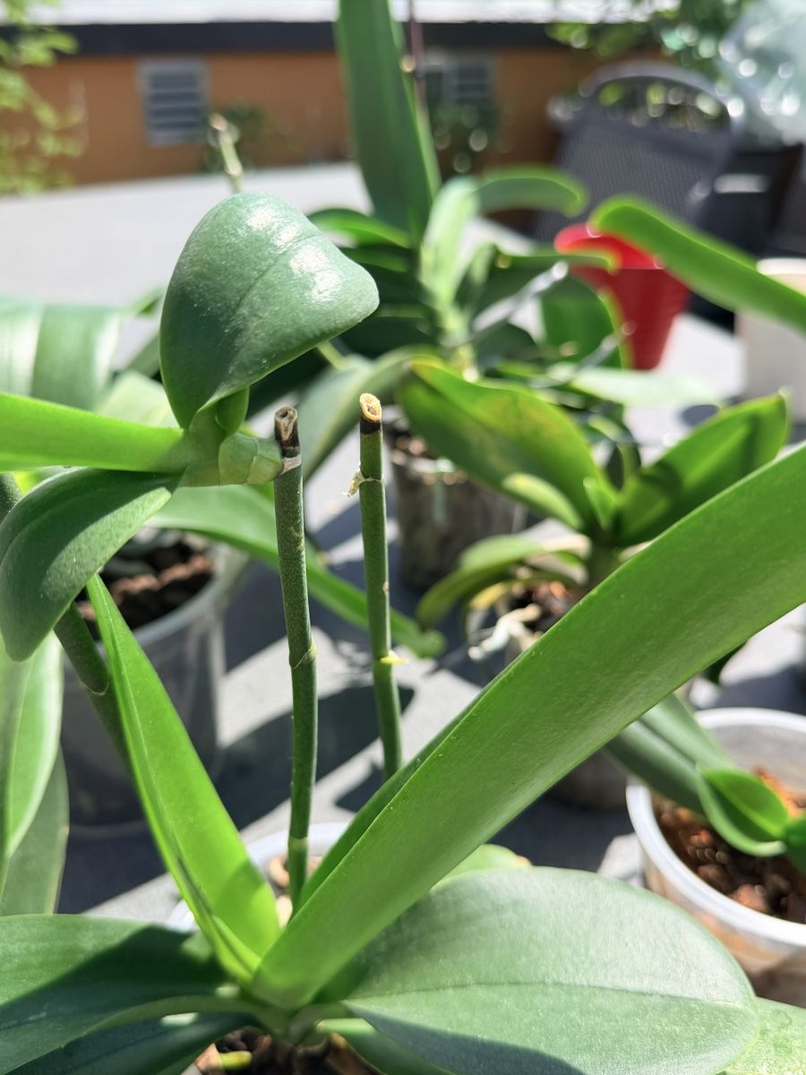 Pflanzen & Samen: Set 7 Orchideen mit 4 Töpfe – Gebraucht aus Zürich von d-ron 2