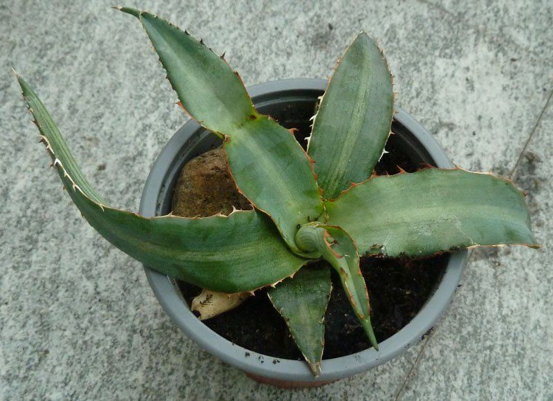 Piante & sementi: Agave / Aloe Vera/ Pflanze – Nuovo (secondo la descrizione) da Ruggell venduto da Btt