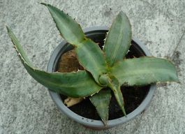 Agave / Aloe Vera/ Pflanze