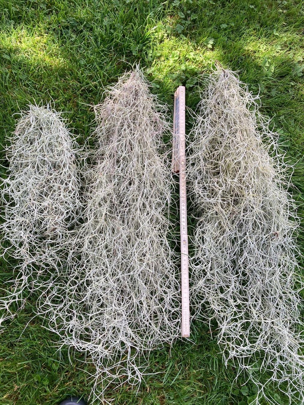 Piante & sementi: Tillandsia usneoides – Nuovo (secondo la descrizione) da Muri AG venduto da engelsherzli 1