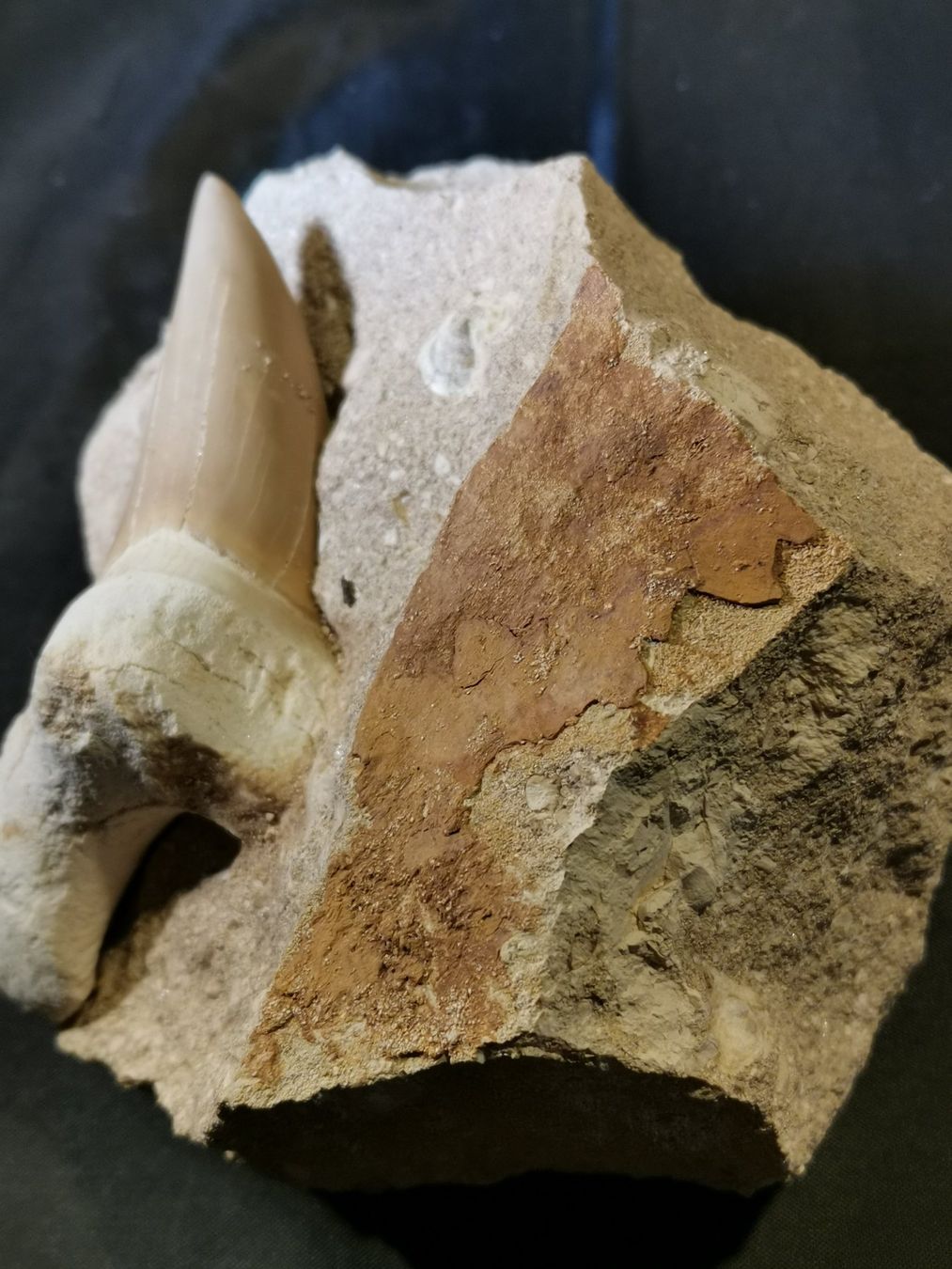 Fossilien: Haifischzahn in originaler Matrix – Neu (gemäss Beschreibung) aus Suhr von Brocki-Suhr 6