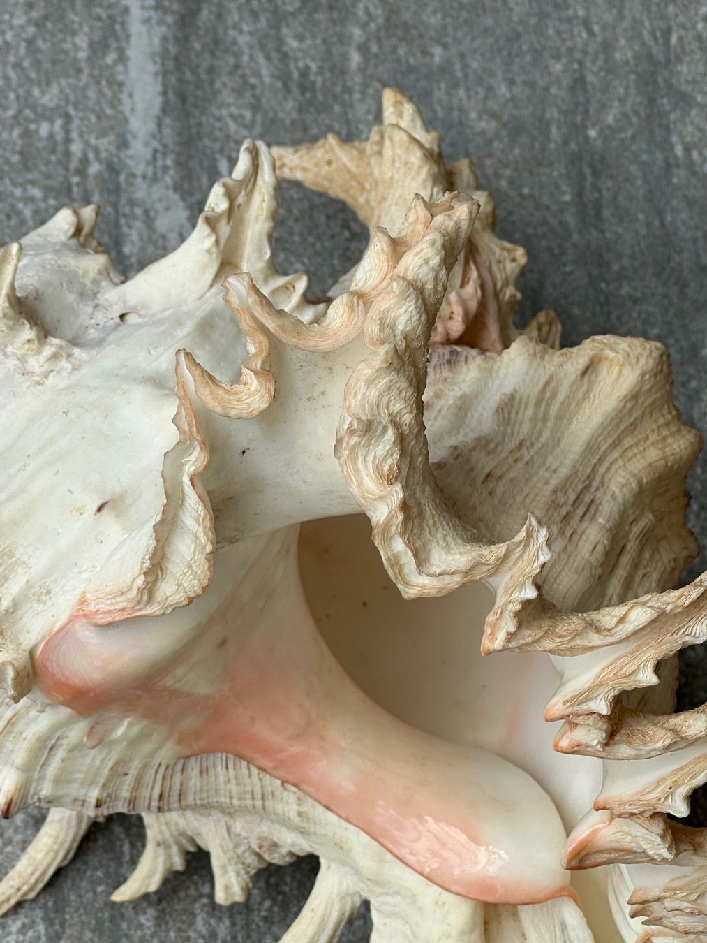 Fossili: Muschel gross – Usato da Obstalden venduto da Porco13 4