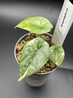 Alocasia Silver Dragon Variegata (2-6)