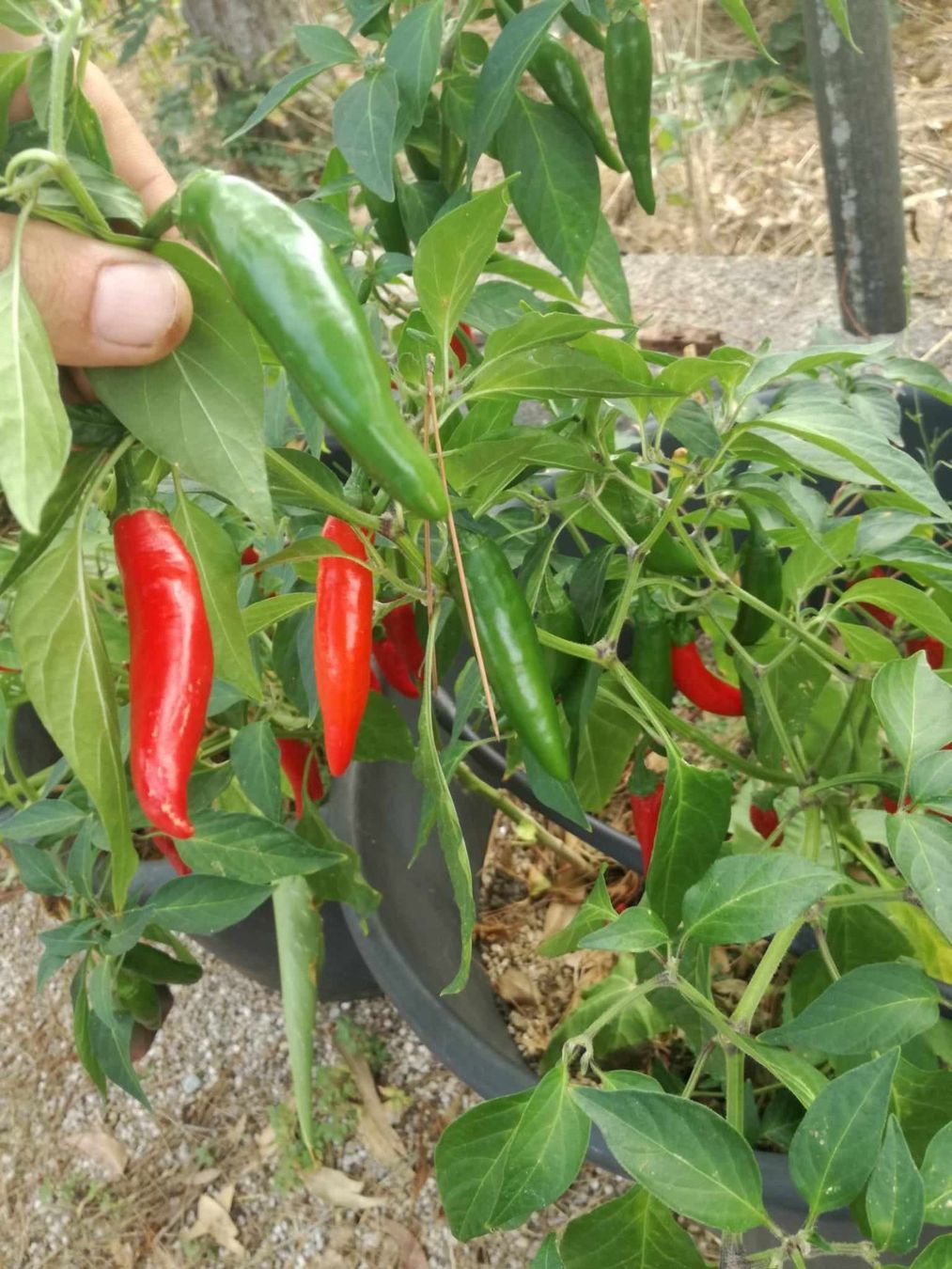 Piante & sementi: Piment AJI VERDE   15g – Nuovo (secondo la descrizione) da Bremblens venduto da FIBONACCI369
