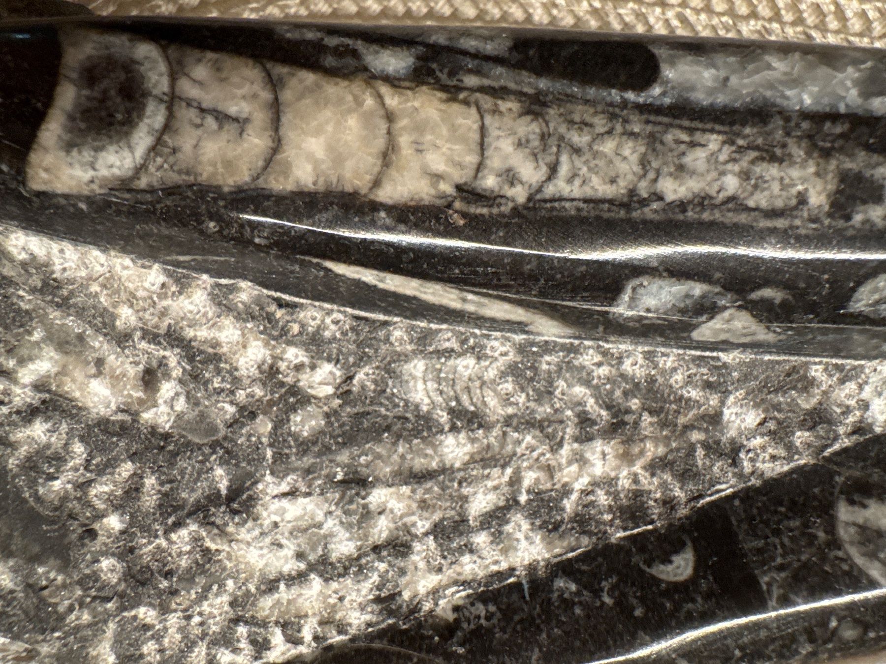 Fossili: Fossiler Tintenfisch Orthoceras aus Marokko, Devon Periode – Usato da Windisch venduto da Zeta2018 4