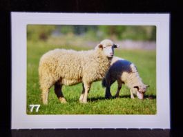 MIGROS MANIA Nature Detectives Nr. 77