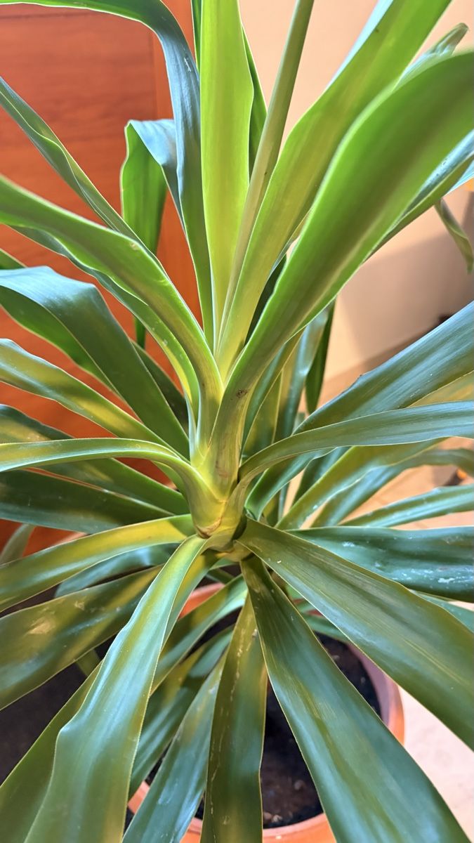 Plantes & graines: Yucca Palme im Topf mit Untersetzer – Neuf (Voir description) à Basel par ann_7w6q 3