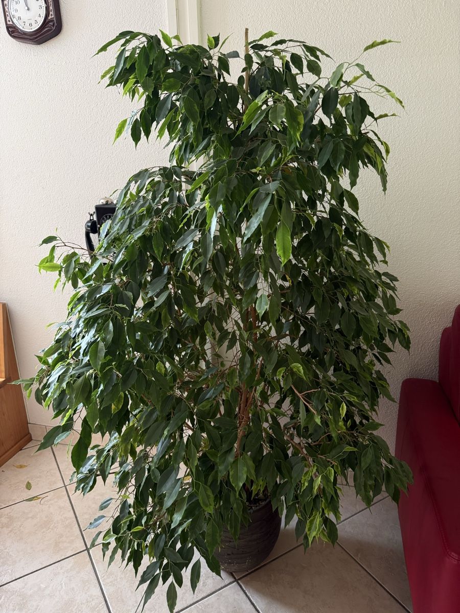 Plantes & graines: Zimmerpflanze Ficus – D'occasion à Wynigen par KaZu79