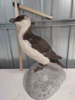 Präparat Tordalk auf Kunststein, nordischer Wasservogel