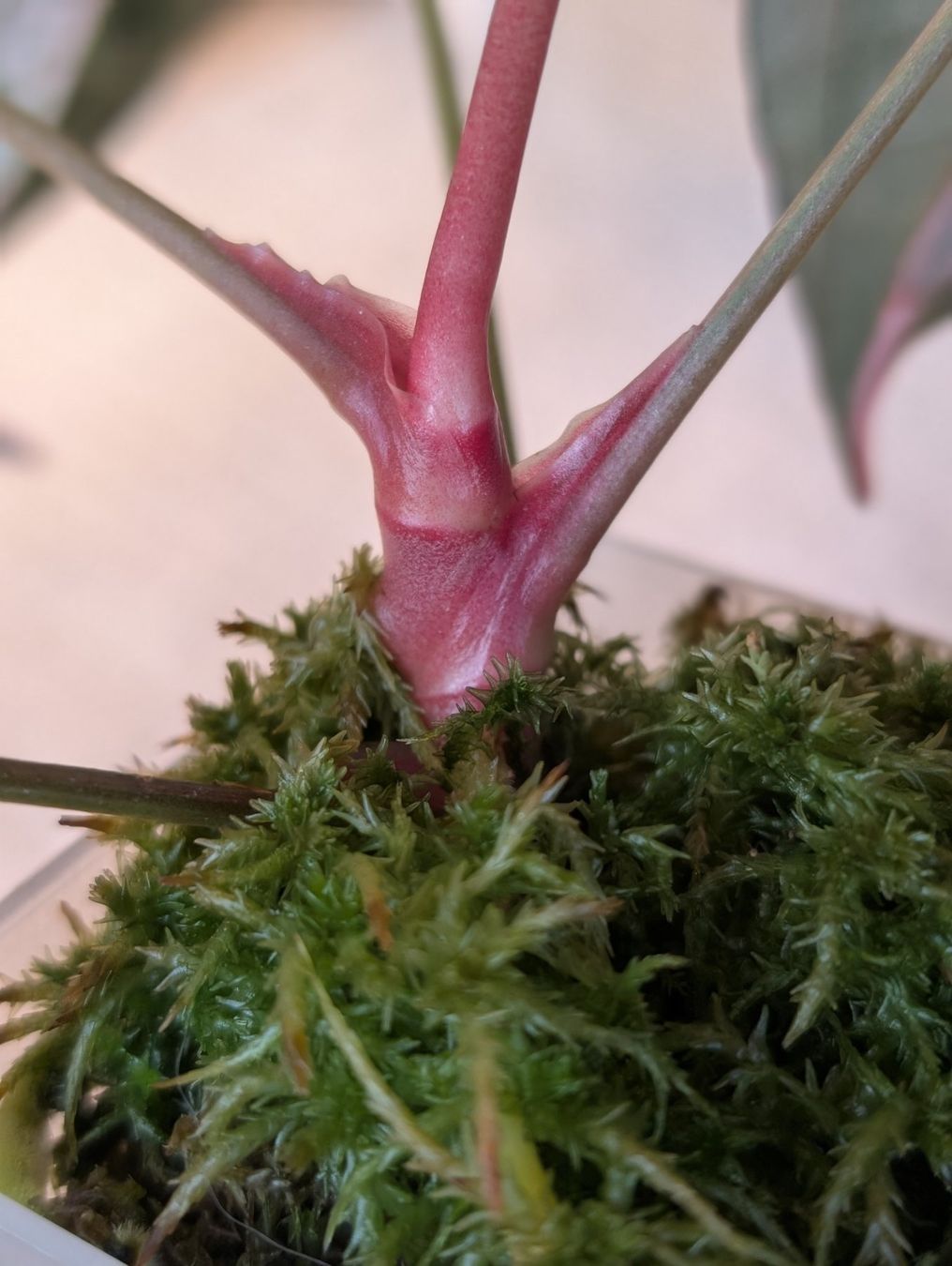 Piante & sementi: Anthurium "Hot Barbie" Pink Variegata – Nuovo (secondo la descrizione) da Faulensee venduto da plantmama 3
