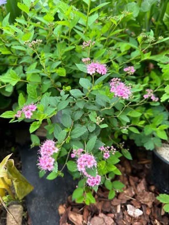 Plantes & graines: Japanischer Spierstrauch  – D'occasion à Frauenfeld par Irene.Schuppli 4