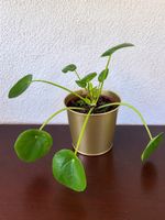 🌿 Pilea peperomioides – schöne Pflanze mit goldenem Topf💛
