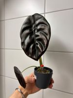 😍 Alocasia Cuprea (Red Secret) Baby