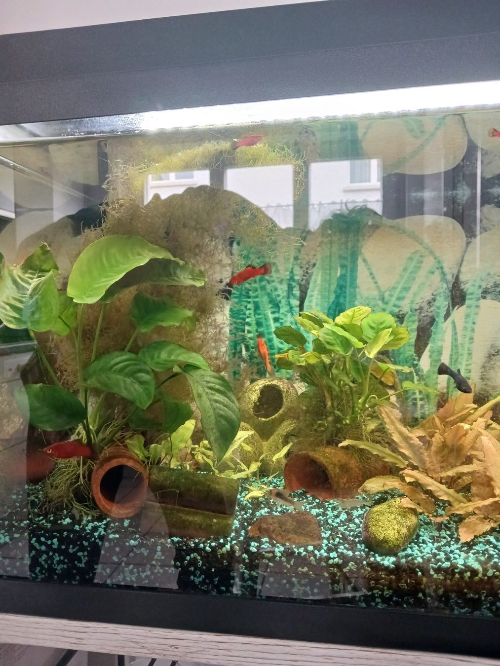 Juwel Aquarium: Aquarium 110l – Gebraucht aus Sarmenstorf von Sir_Lyncoln 5