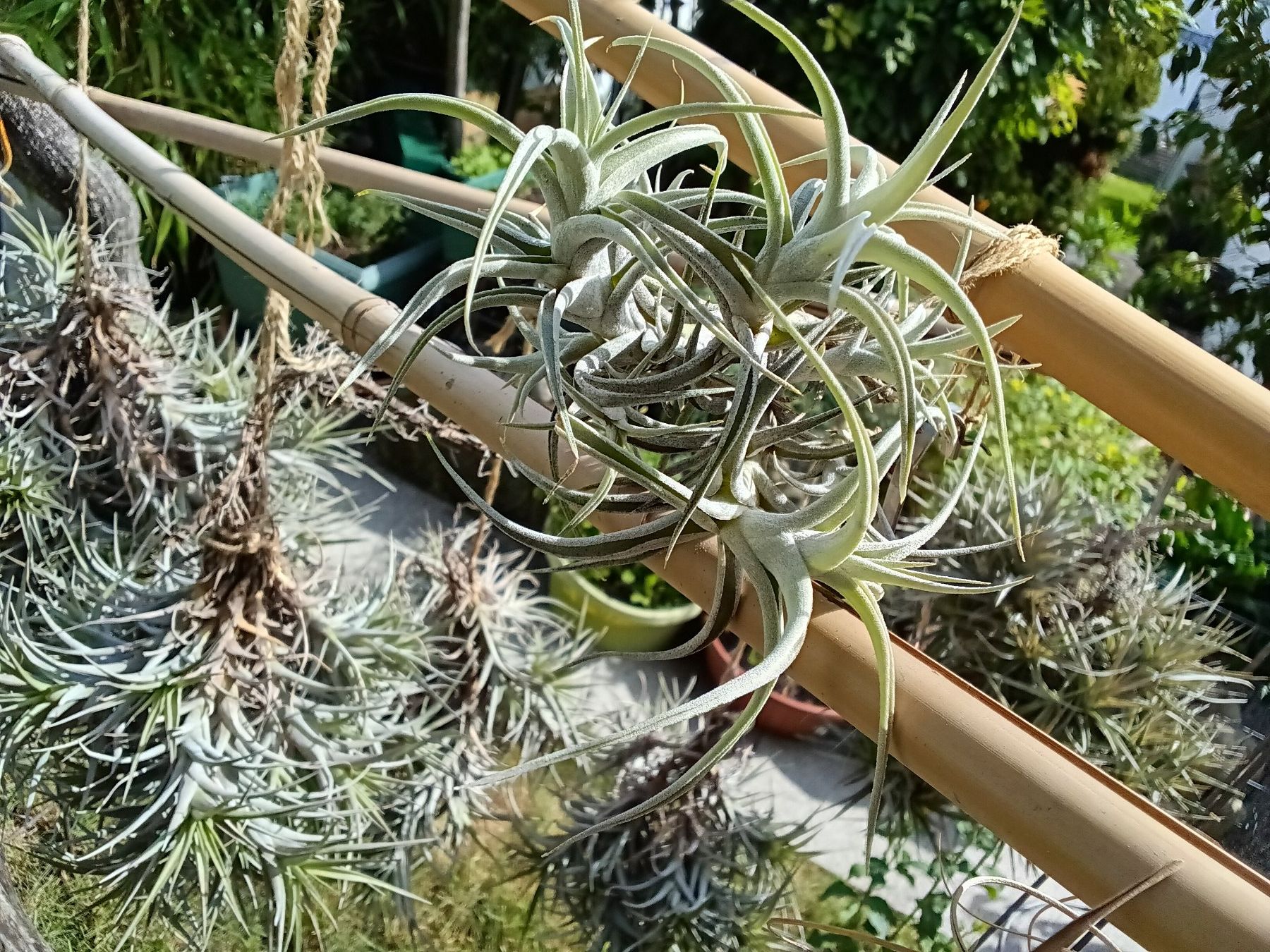 Piante & sementi: Tillandsia albida – Nuovo (secondo la descrizione) da Erlach venduto da Tobago25