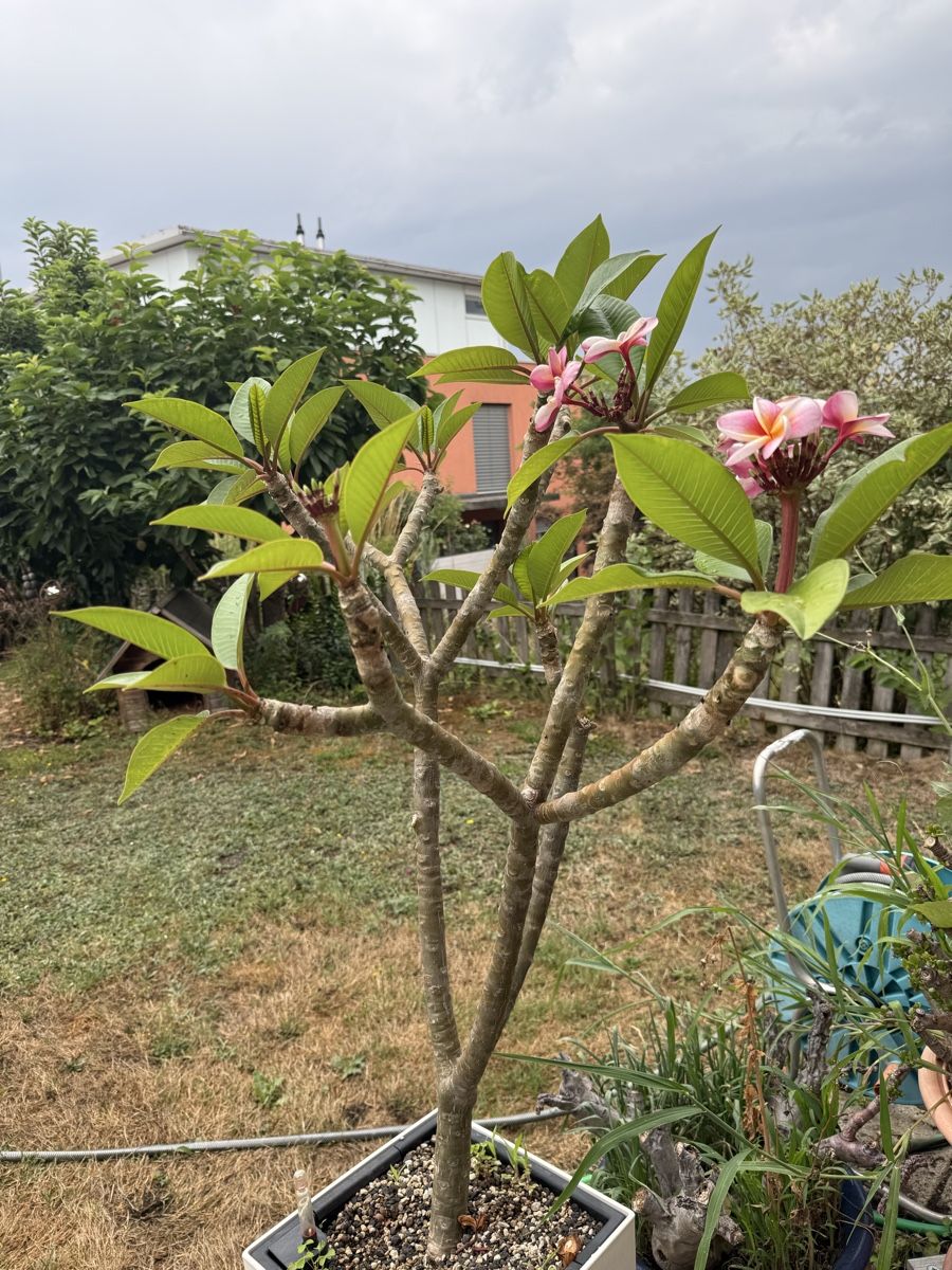 Pflanzen & Samen: Plumeria Frangipani – Gebraucht aus Niederlenz von homovenator77 1