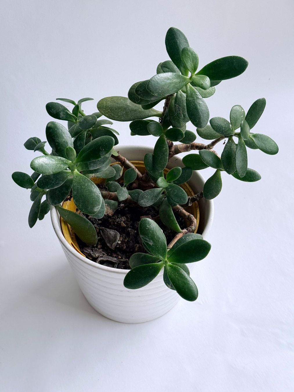Piante & sementi: GELDBAUM**CRASSUALA*PFENNIGBAUM***** – Nuovo (secondo la descrizione) da Dübendorf venduto da Orchid18 2