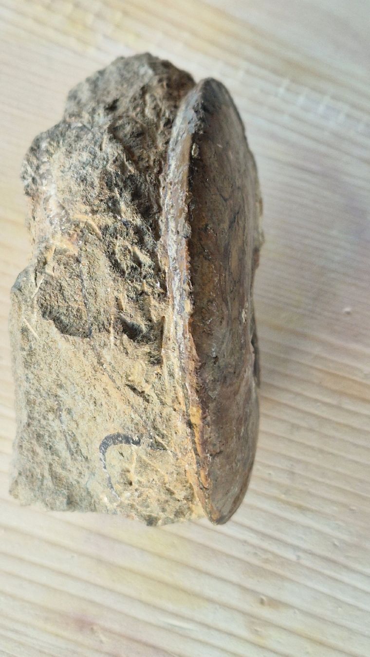 Fossili: Ammonit Frick AG Schweiz  – Usato da Niederhasli venduto da rehauge01 5