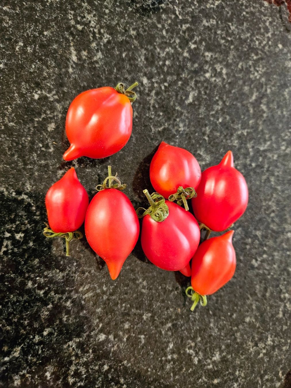 Pflanzen & Samen: Piennolo del Vesuvio Tomaten Samen – Neu und originalverpackt aus Regensdorf von Mischa88