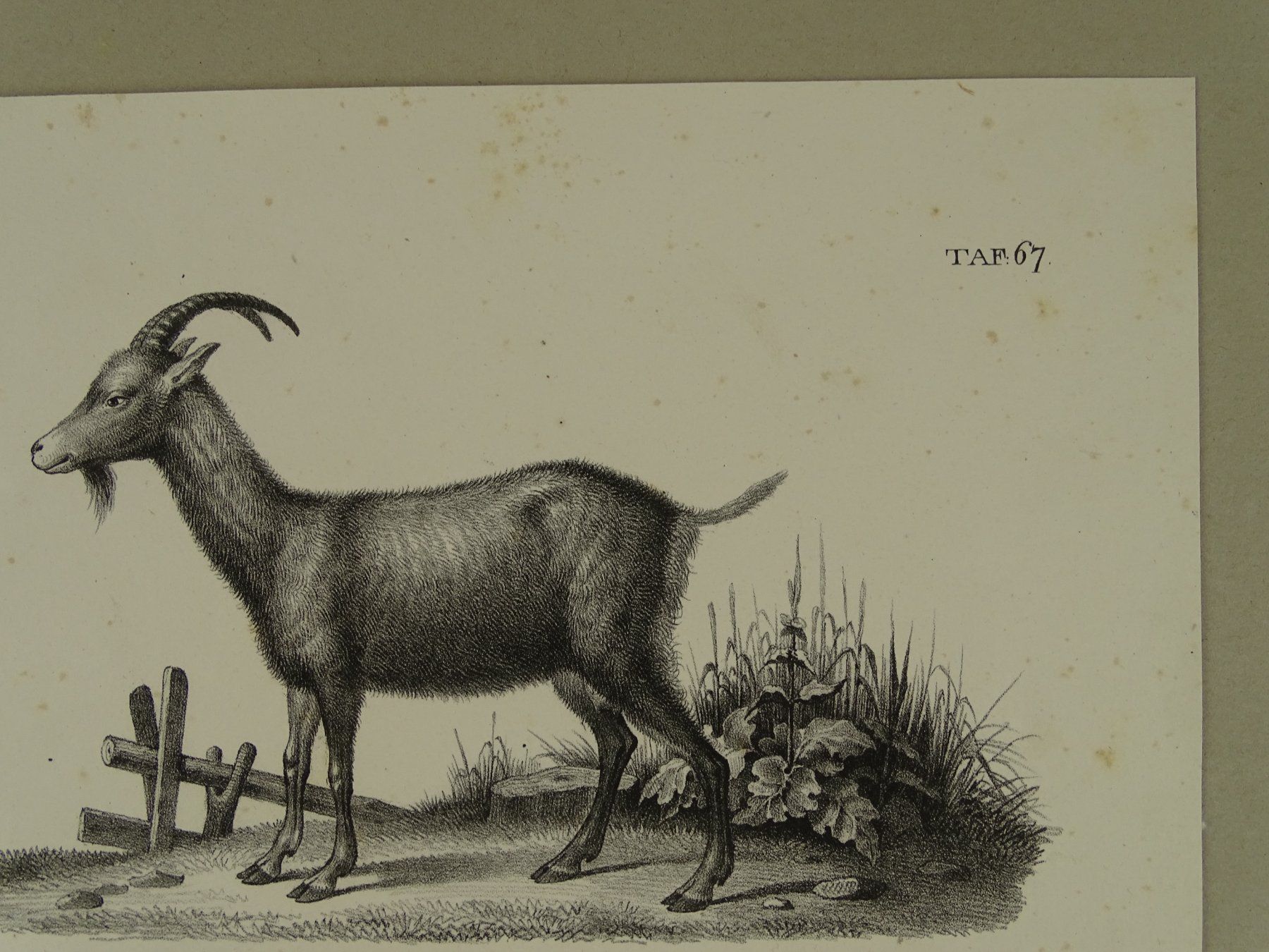 Incisioni: ZIEGE, GEMSE, GÄMSE, STEINBOCK, LITHOGRAPHIE UM 1840 – Usato da Grüningen venduto da Kartensammler 4