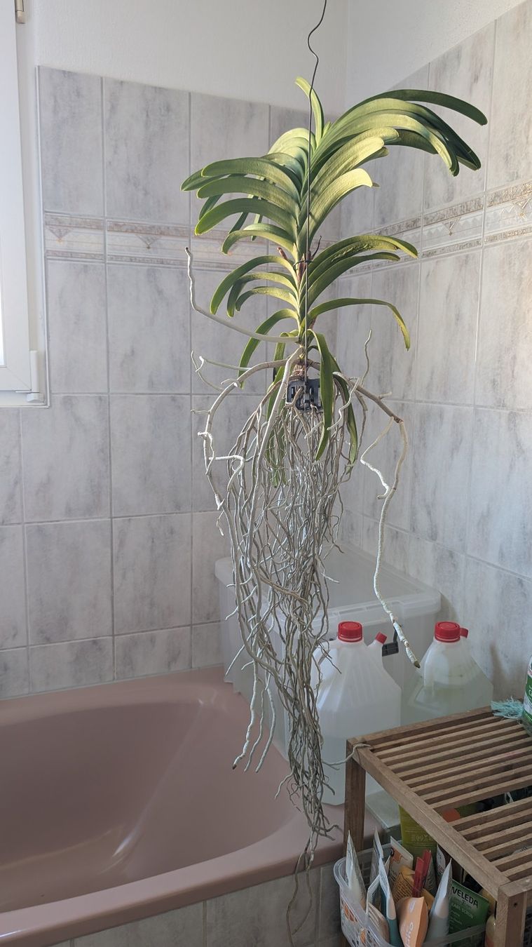Piante & sementi: Grosse Vanda mit violetten Blüten – Usato da Untervaz venduto da Lyraia 4