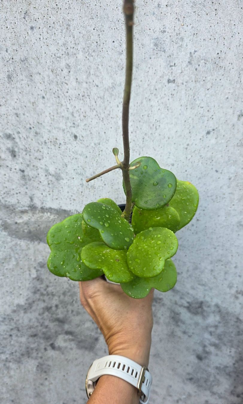 Piante & sementi: Hoya Kerrii – Nuovo (secondo la descrizione) da St.Erhard venduto da Plumilandschweiz 1
