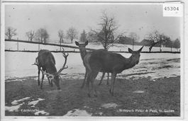 Wildpark Peter & Paul St. Gallen im Winter - Edelhirsche