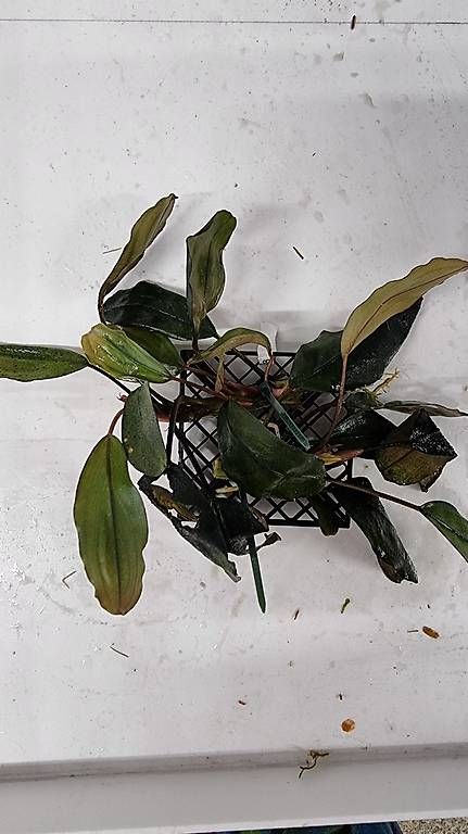 Pflanzen & Samen: 58. Bucephalandra sp. Melawi Fine Edge – Gebraucht aus Schwyz von zpm3atlantis