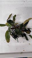 58. Bucephalandra sp. Melawi Fine Edge