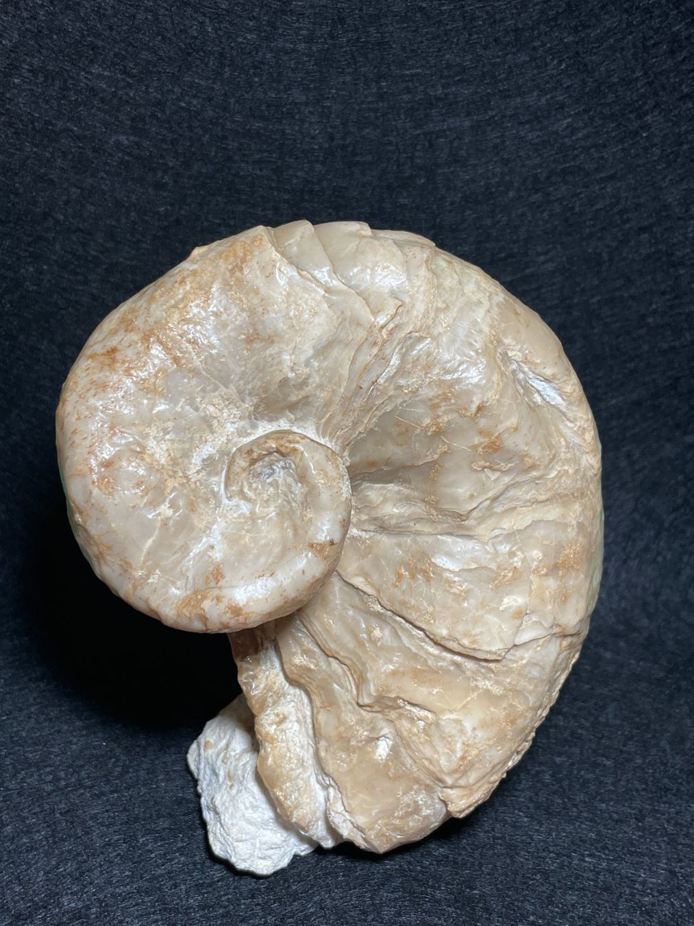 Fossili: Grande Huitre spiralée, rare – Nuovo (secondo la descrizione) da Cernier venduto da Tashi_Delek