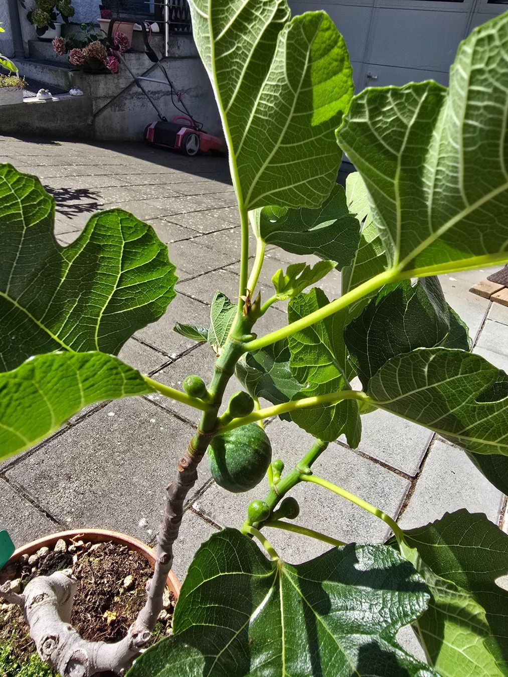 Piante & sementi: Feigenbaum Bonsai Art mit Früchten – Usato da Aarburg venduto da popkorn65 1