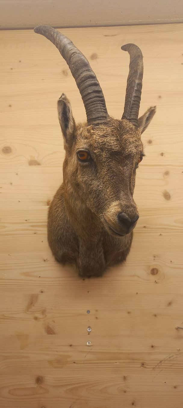 Welt der Tiere: Steinbock Steingeiss – Neu (gemäss Beschreibung) aus Mollis von Resel1985 2