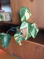 Monstera (Marilyn Yellow)
