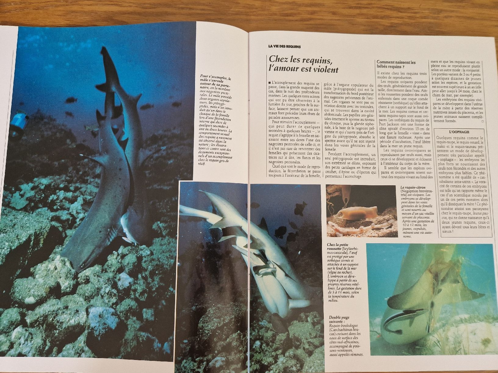 Riviste & Magazine: Vie sauvage - les requins – Nuovo (secondo la descrizione) da Villars-sur-Glâne venduto da Agnie80 1