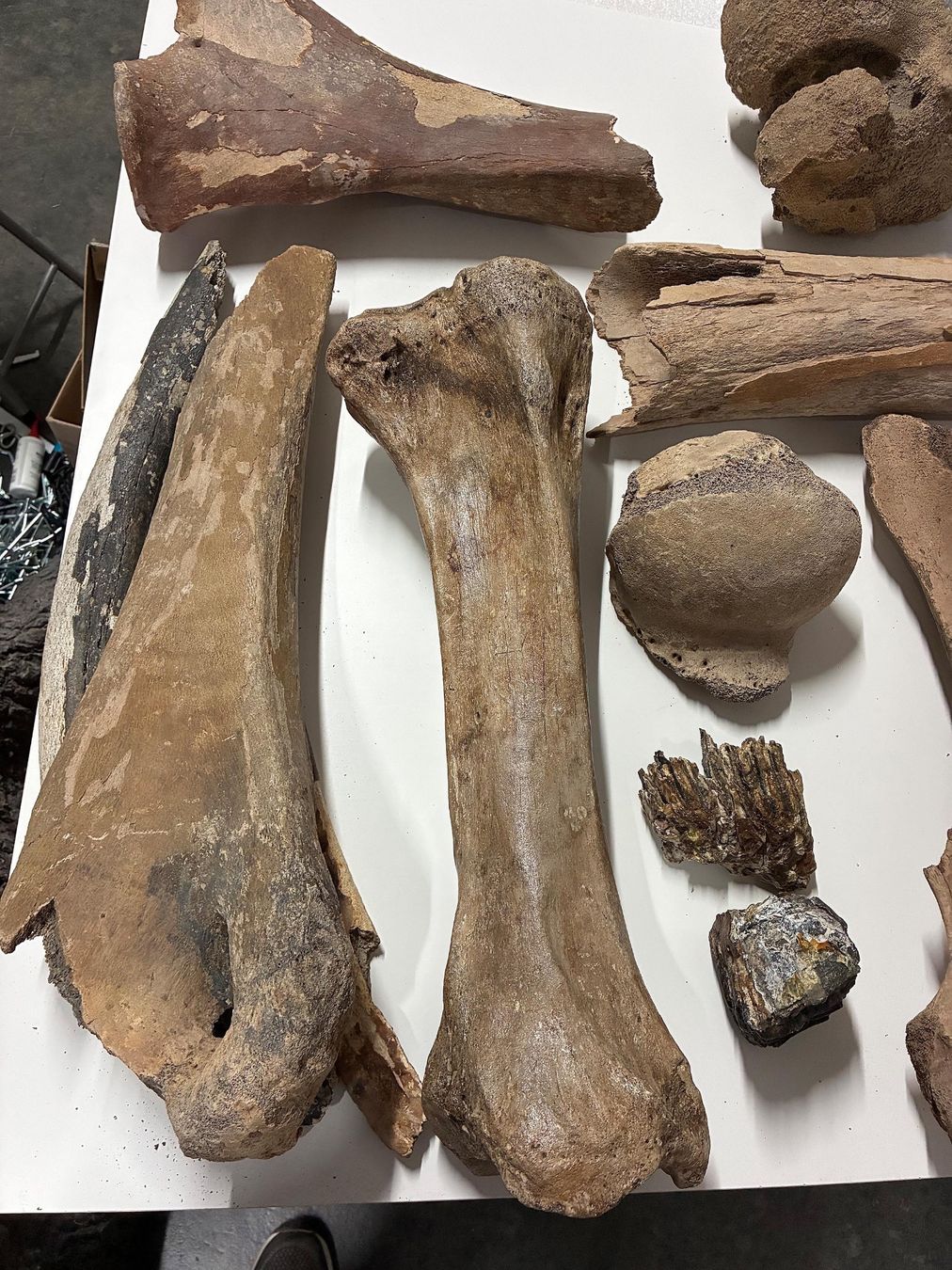 Fossili: Diverse Mammut-Knochen – Usato da Bäretswil venduto da robsonantik 1