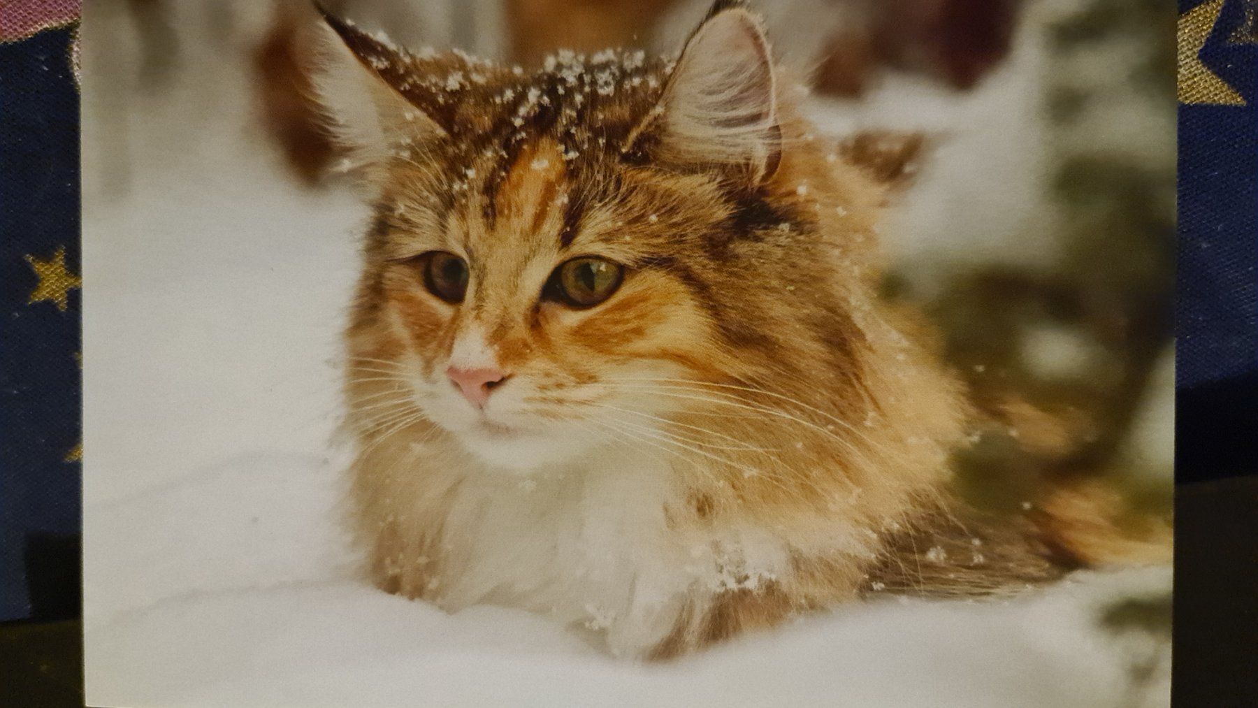 Cartoline: Grusskarte Schnee Winter Katze – Nuovo (secondo la descrizione) da Dintikon venduto da Vexi