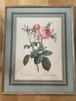 Ancienne estampe ✨de rose cadre doré à la feuille d’or