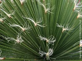 Dasylirion Serratifolium - mexikanischer gesägte Rauschopf