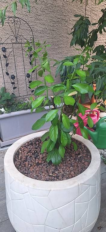 Piante & sementi: Zitronenbaum – Usato da Madiswil venduto da Oleander2 2