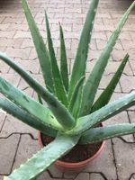 Zierpflanze Heilpflanze 50 cm ↕ ALOE VERA‪‪ XL