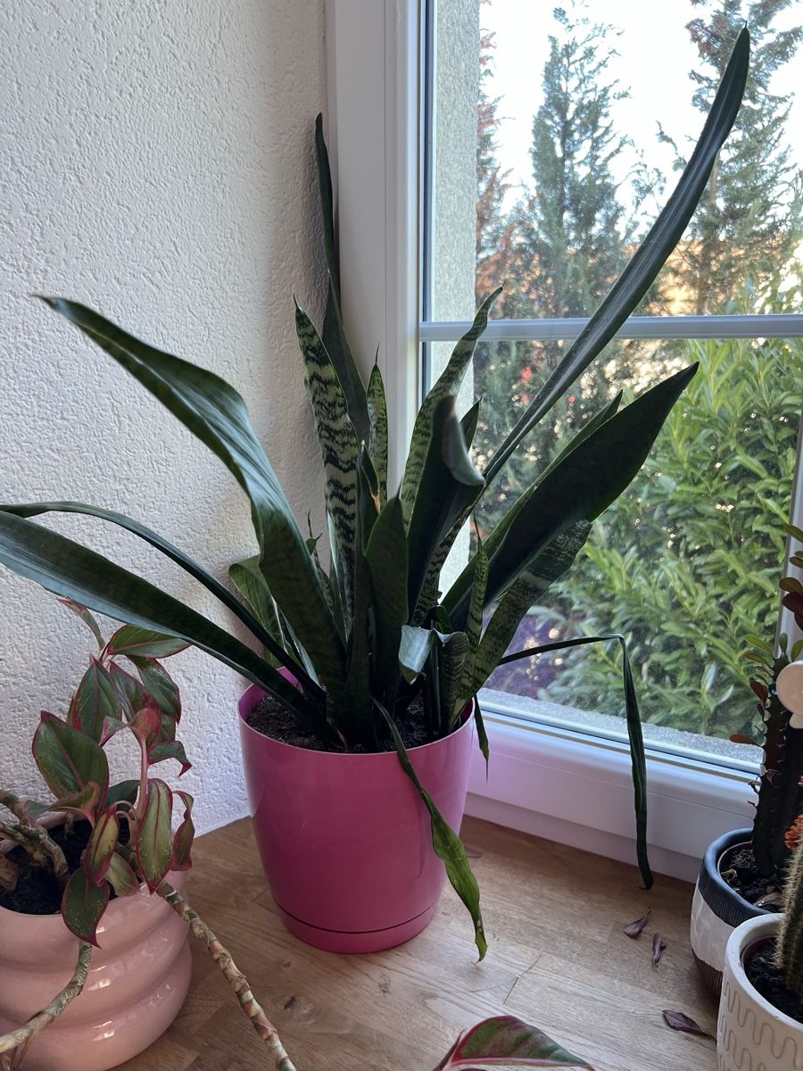 Piante & sementi: Pflanzen 2x Sansevieria, 2x Kaktus  – Usato da Dintikon venduto da home_shop31