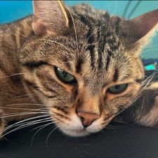 Profile image of Cike