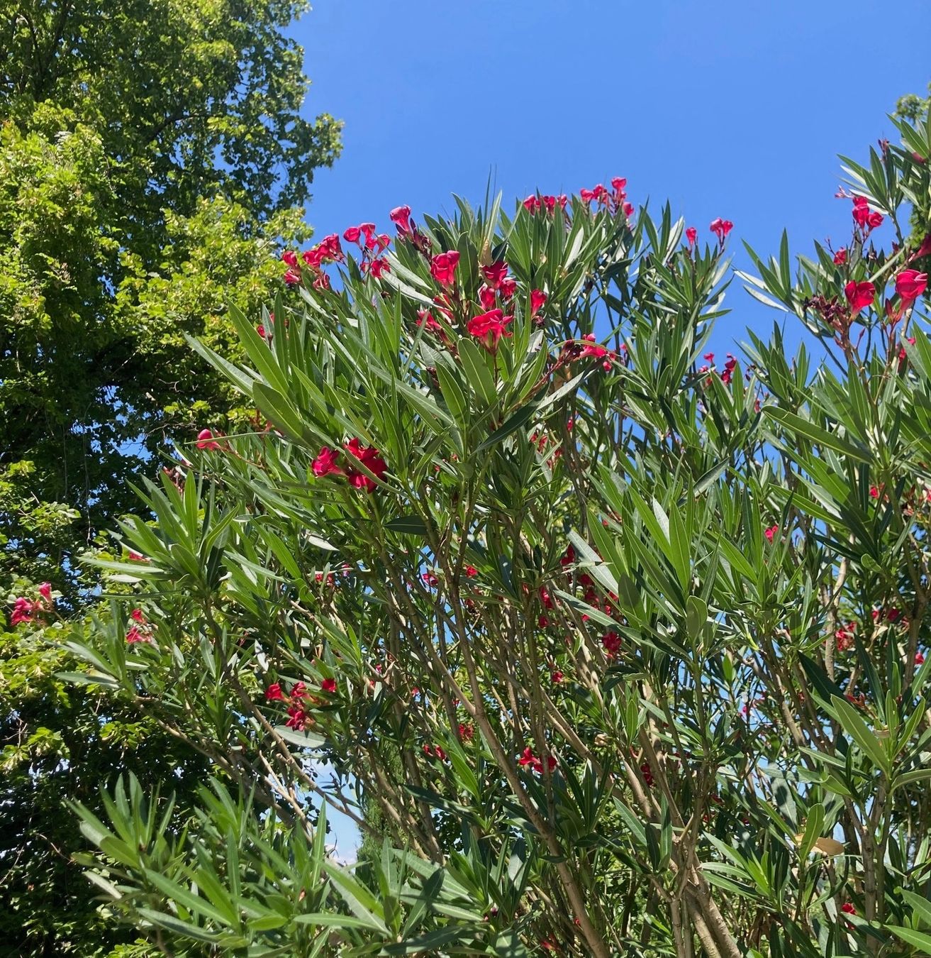 Pflanzen & Samen: Oleander – Gebraucht aus Rumlikon von Ambiente_Brocante 1