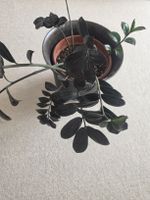 Glücksfeder zamioculcas raven inkl Topf