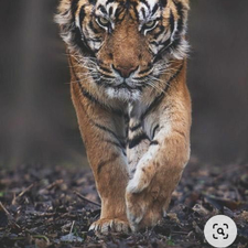 Profile image of Tigre25