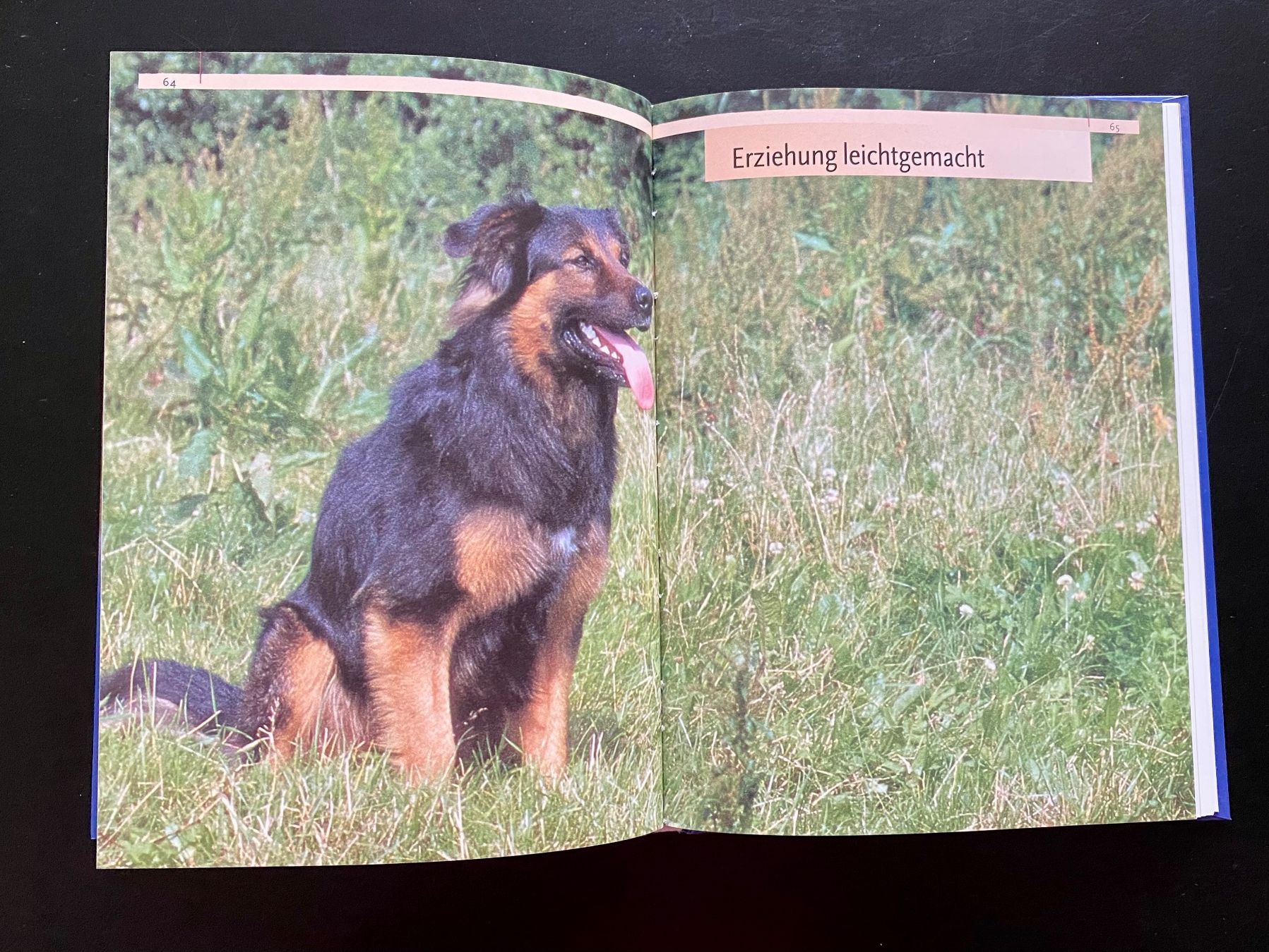 Libri: Mischlinge / PraxisWissen Hund – Usato da Nussbaumen AG venduto da schuba2000 4