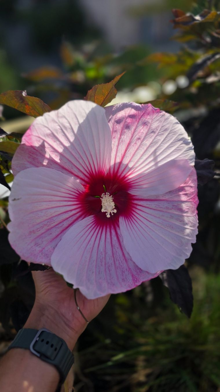 Piante & sementi: Hibiscus Sommerific "Starry Starry✨️Night" Samen🎀 – Nuovo (secondo la descrizione) da Zürich venduto da The_Plant_Wizard 3