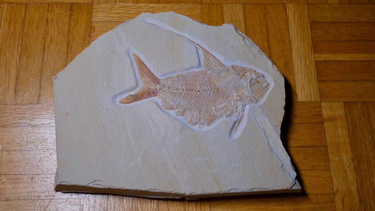 Fossili: Fossil - Nematonotus longspinatus – Usato da Biel/Bienne venduto da nimmes